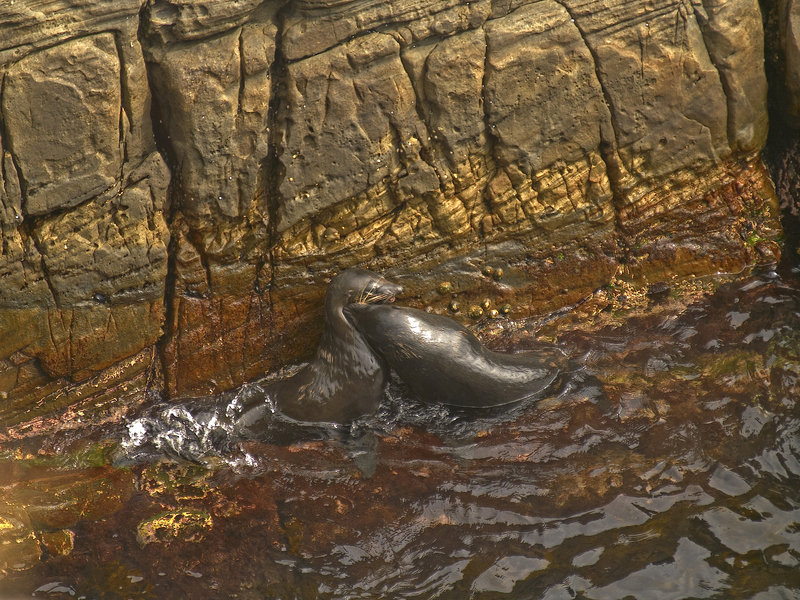 Kangaroo Island, Fur Seal
